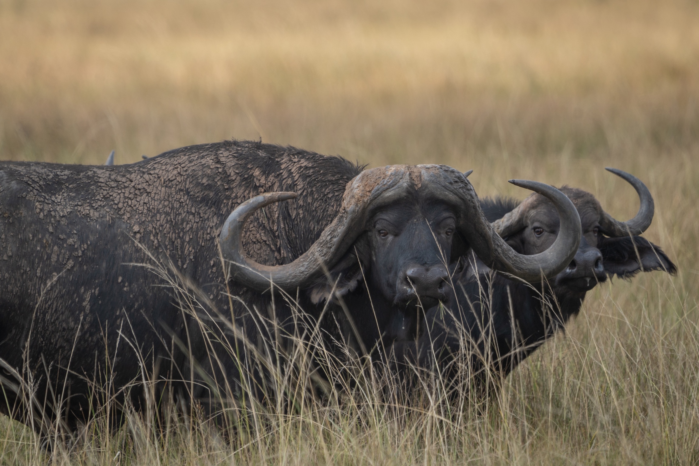 Lion & Cape buffalo